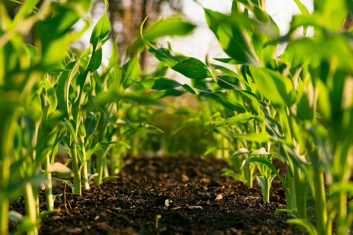 Welcast Agro Ltd.